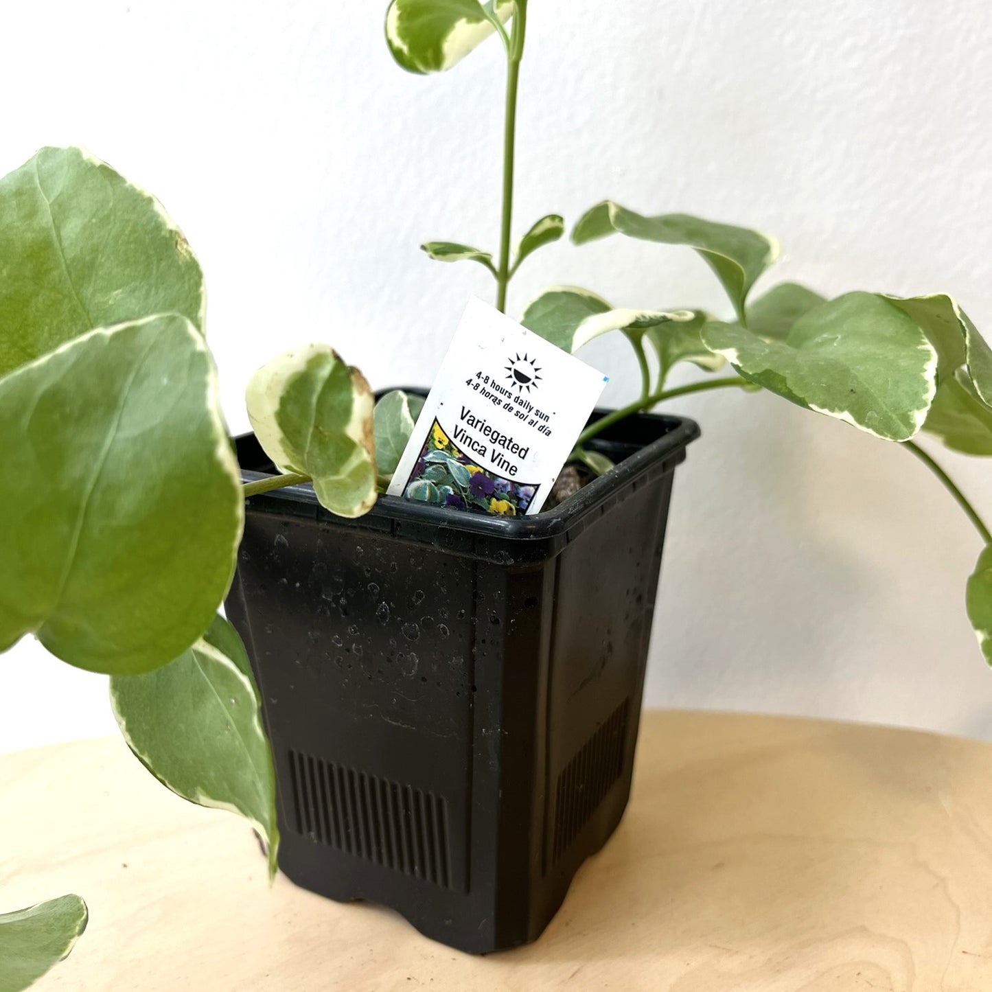 Vinca Vine Plant