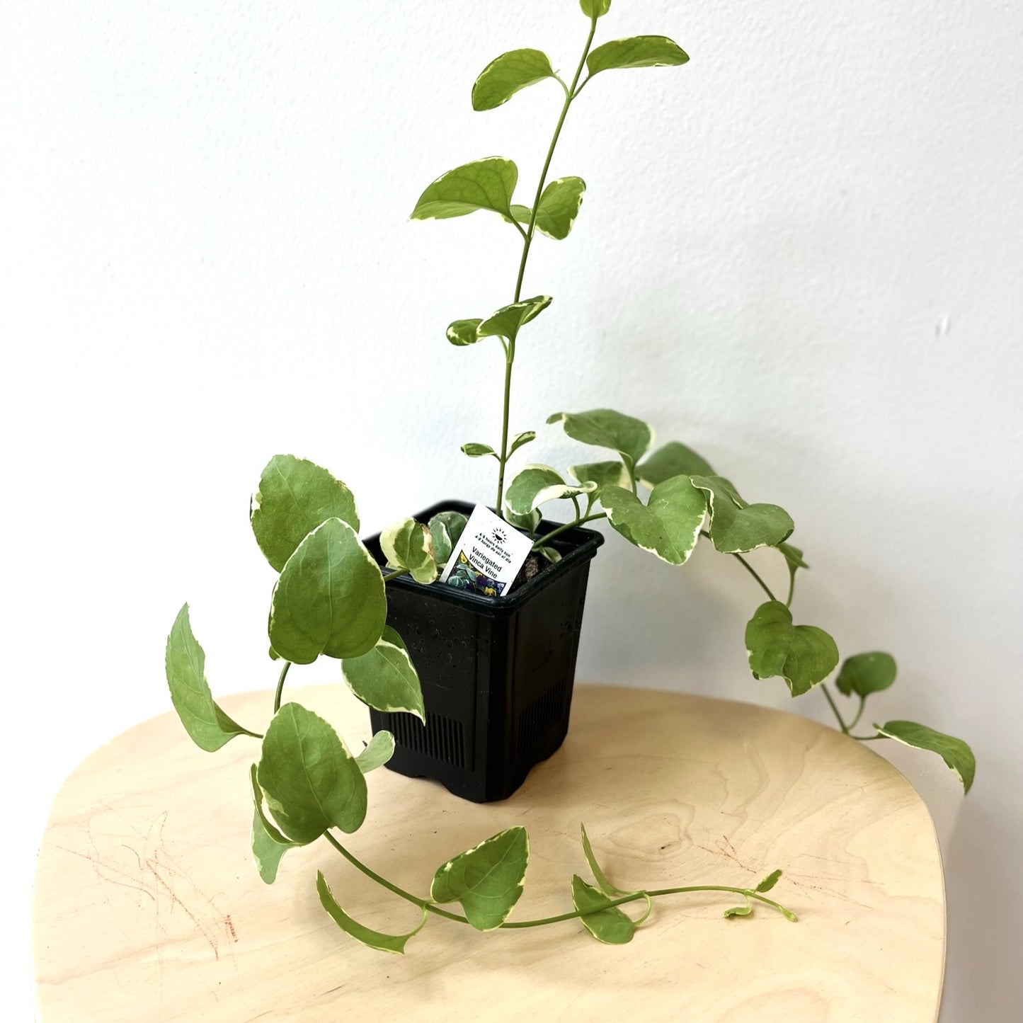 Vinca Vine Plant