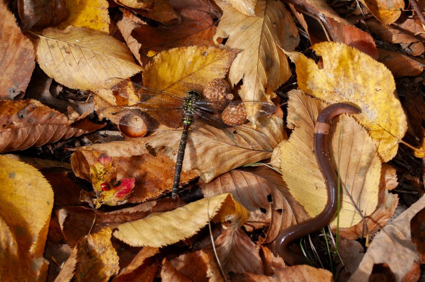 The Ladybug, The Dragonfly, and The Earth Worm by Jaelin Roberts