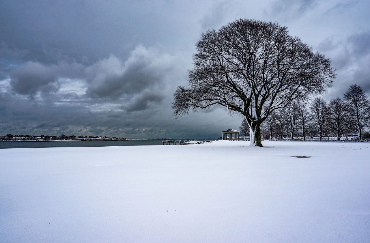 8x10 Photograph with Mat - Dorchester in the Snow with Tree