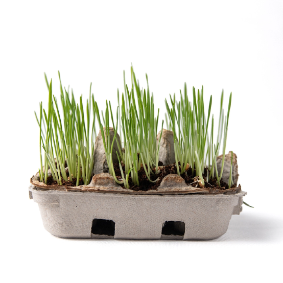 Egg Coloring and Seed Growing Kit