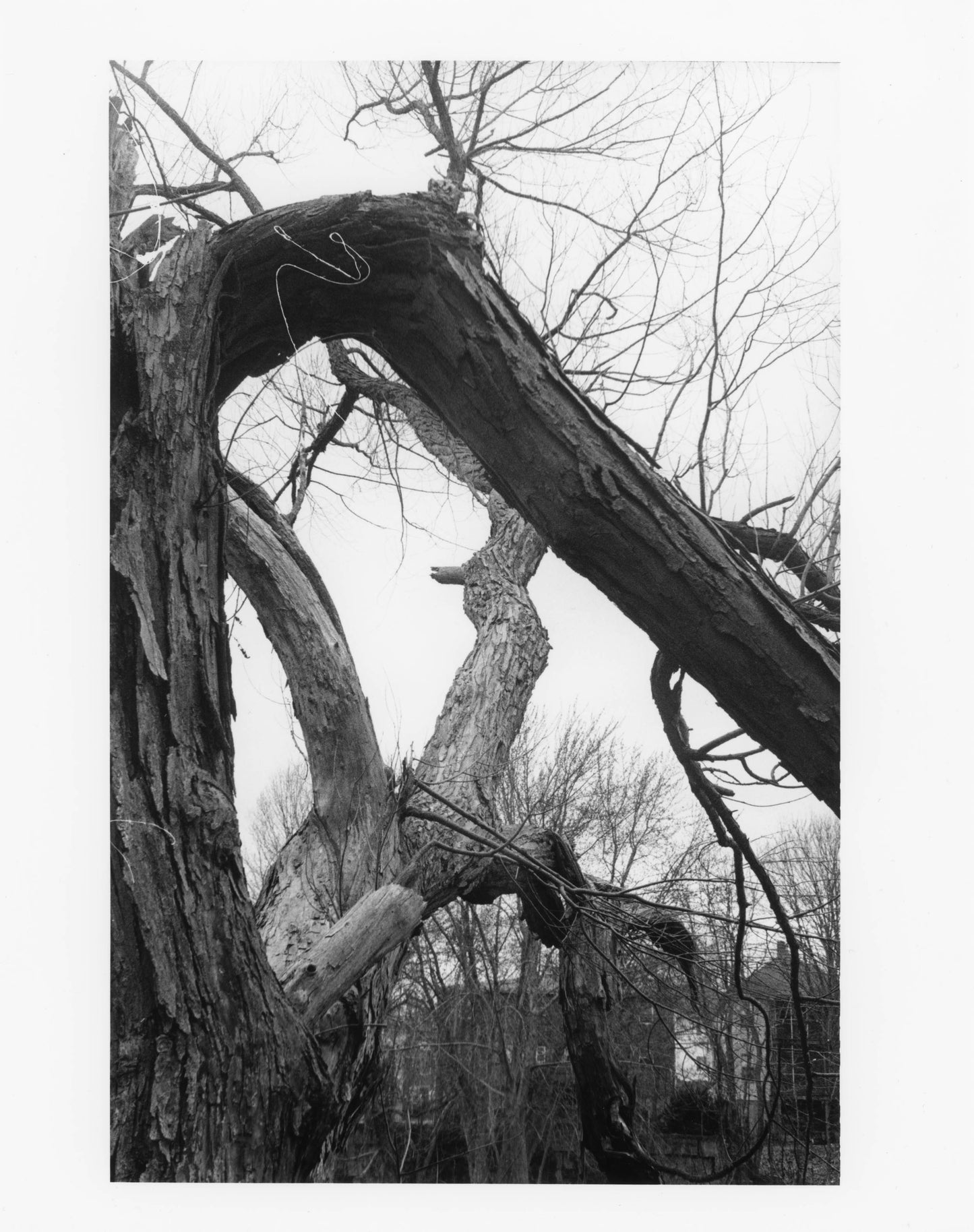 On a Limb by Catherine Teo