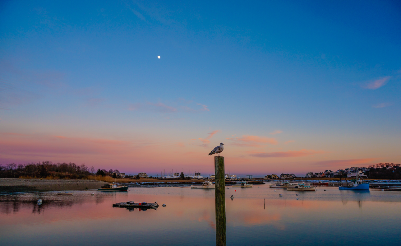 8x10 Photograph with Mat - Scituate Harbor Seagull