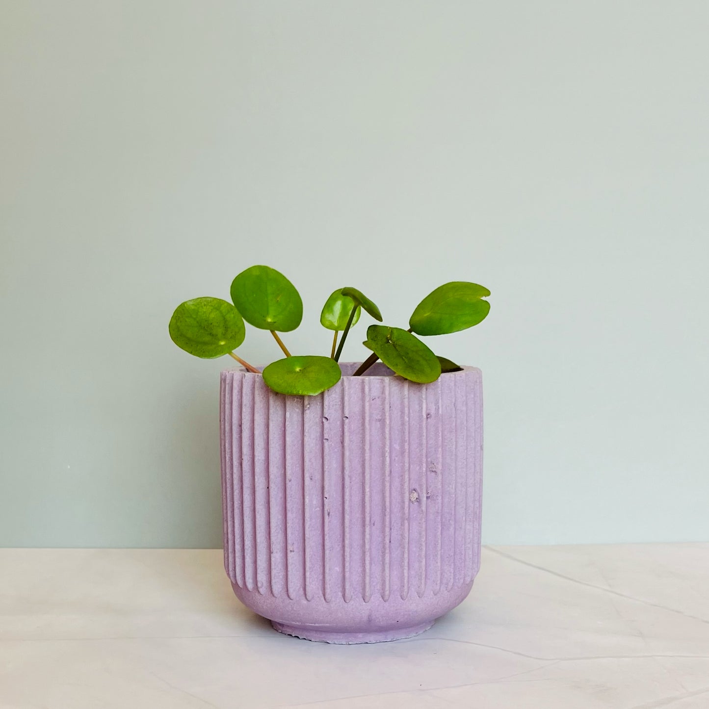 Cement Plant Pot