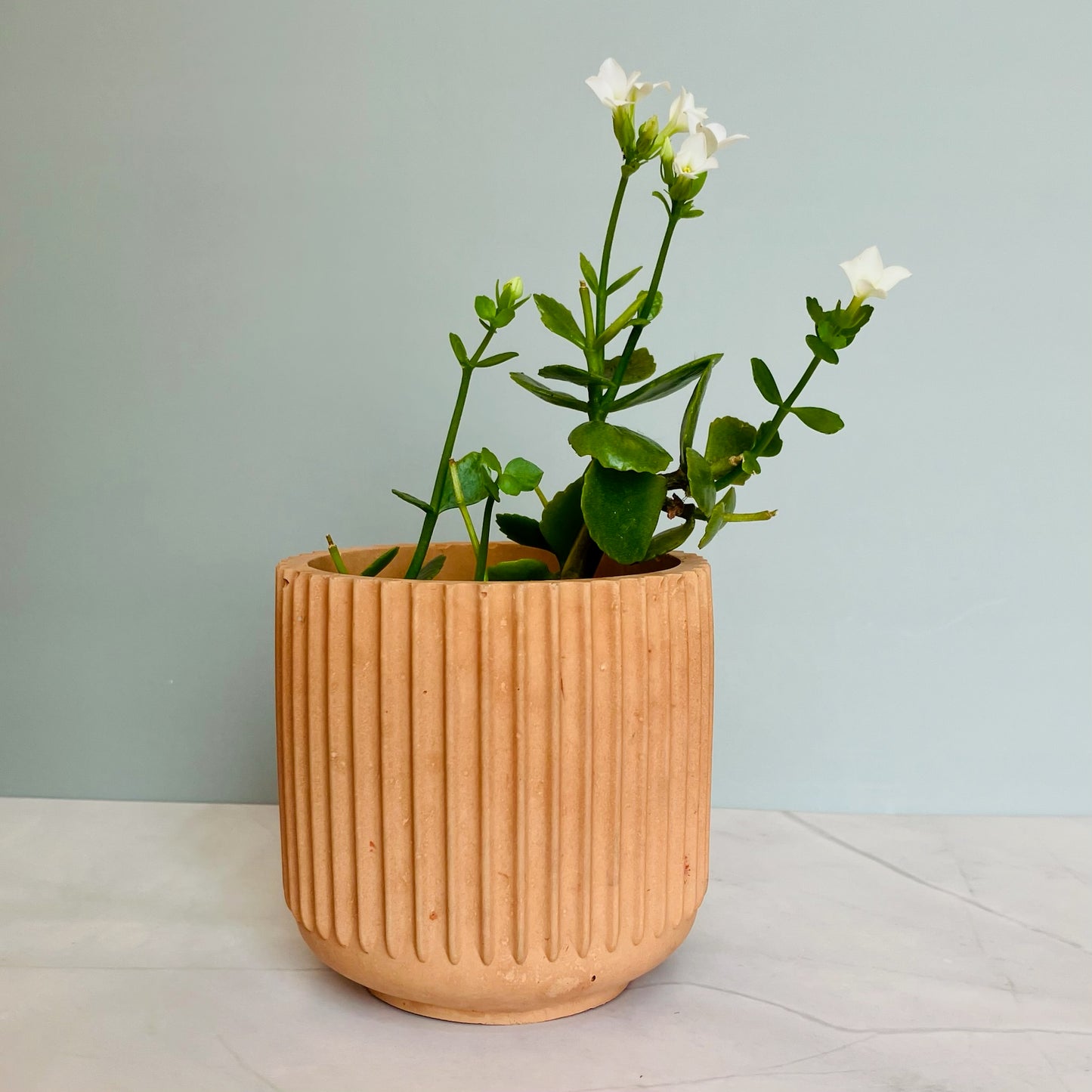 Cement Plant Pot