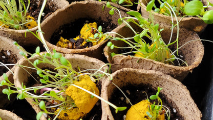 Bee Friendly Wildflower Seed Balls