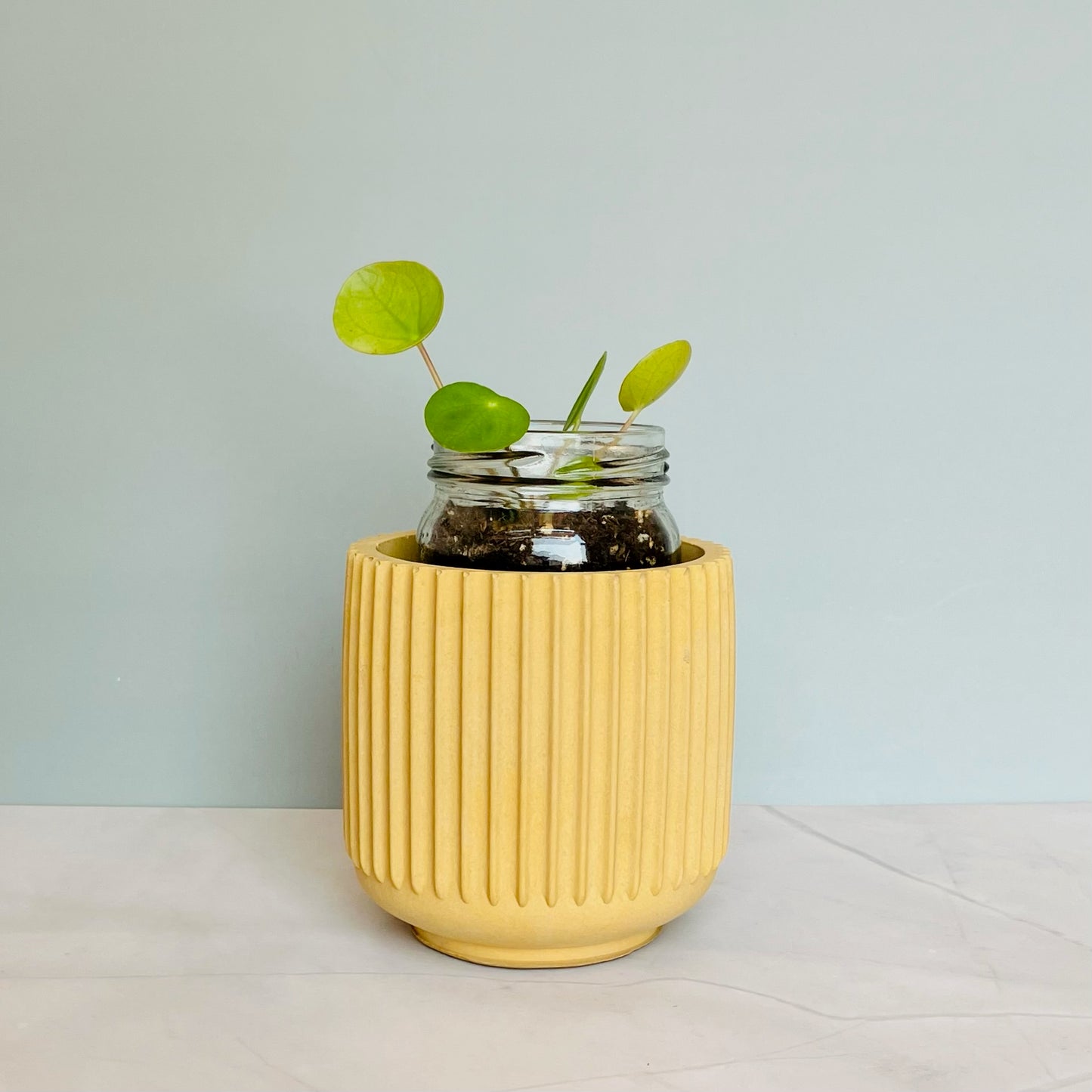 Cement Plant Pot