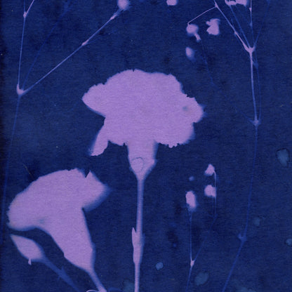 Aug 23 - Cyanotype Collage