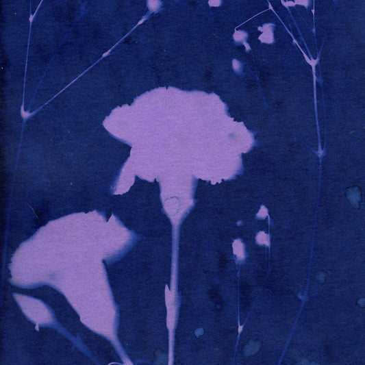 Aug 23 - Cyanotype Collage
