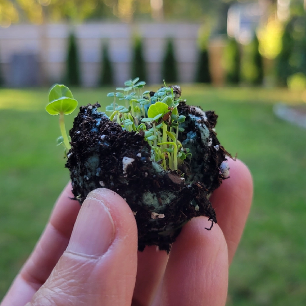 Blue Ombre Seed Bombs